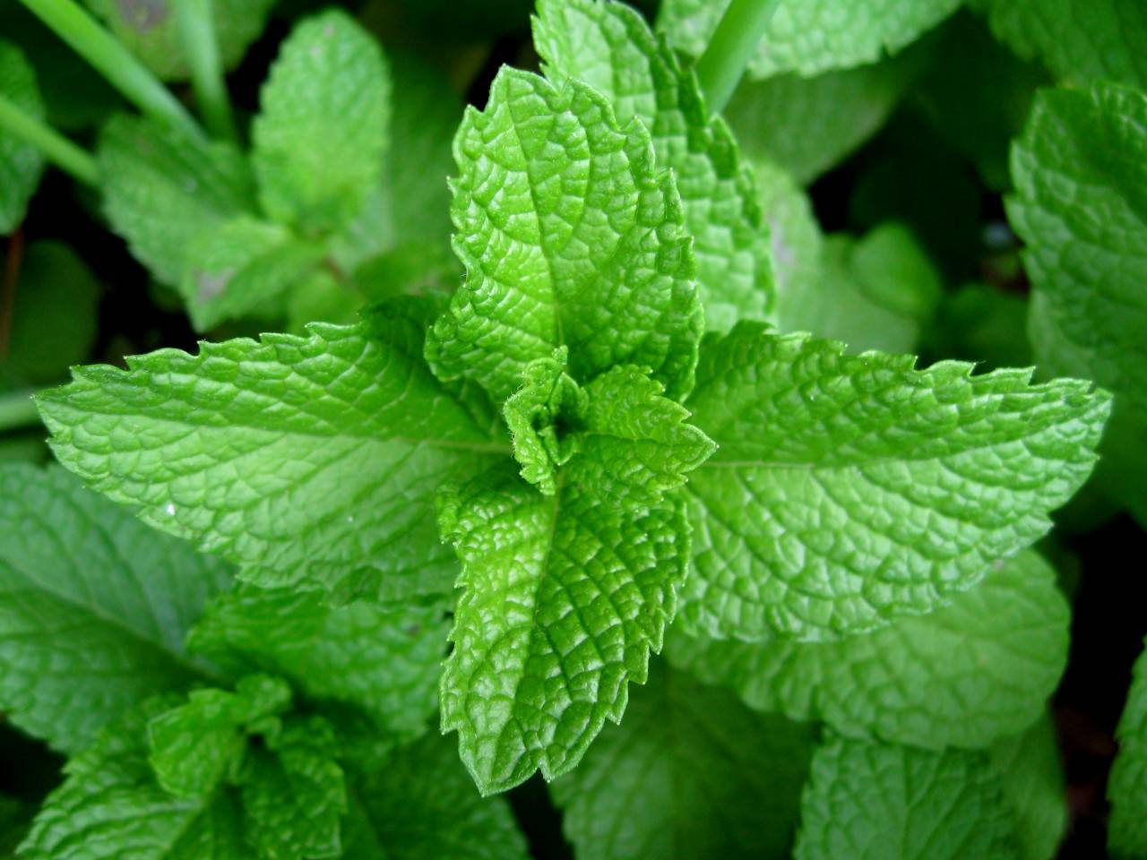 MENTA  PIPERITA IN VASO 14CM
