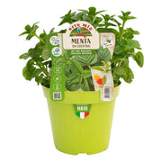 MENTA DA COCKTAIL IN VASO 14CM