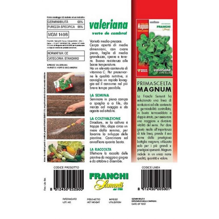 SEMI VALERIANA VERTE DE CAMBRAI BUSTA MAGNUM