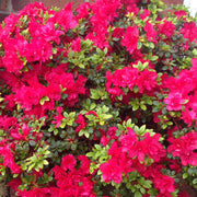 AZALEA JAPONICA RUSTICA KERMESINA VASO 24CM