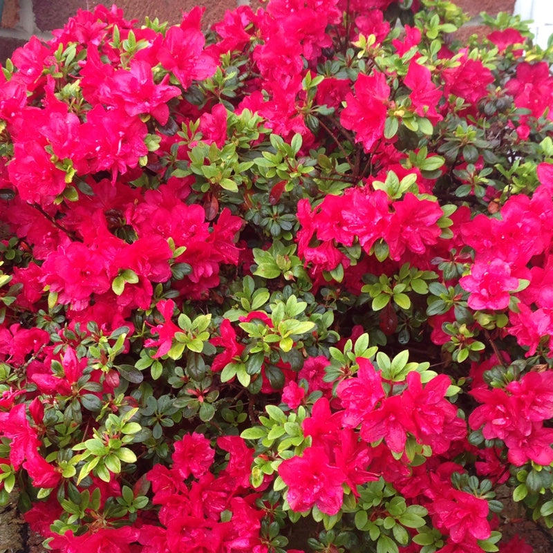 AZALEA JAPONICA RUSTICA KERMESINA VASO 18CM