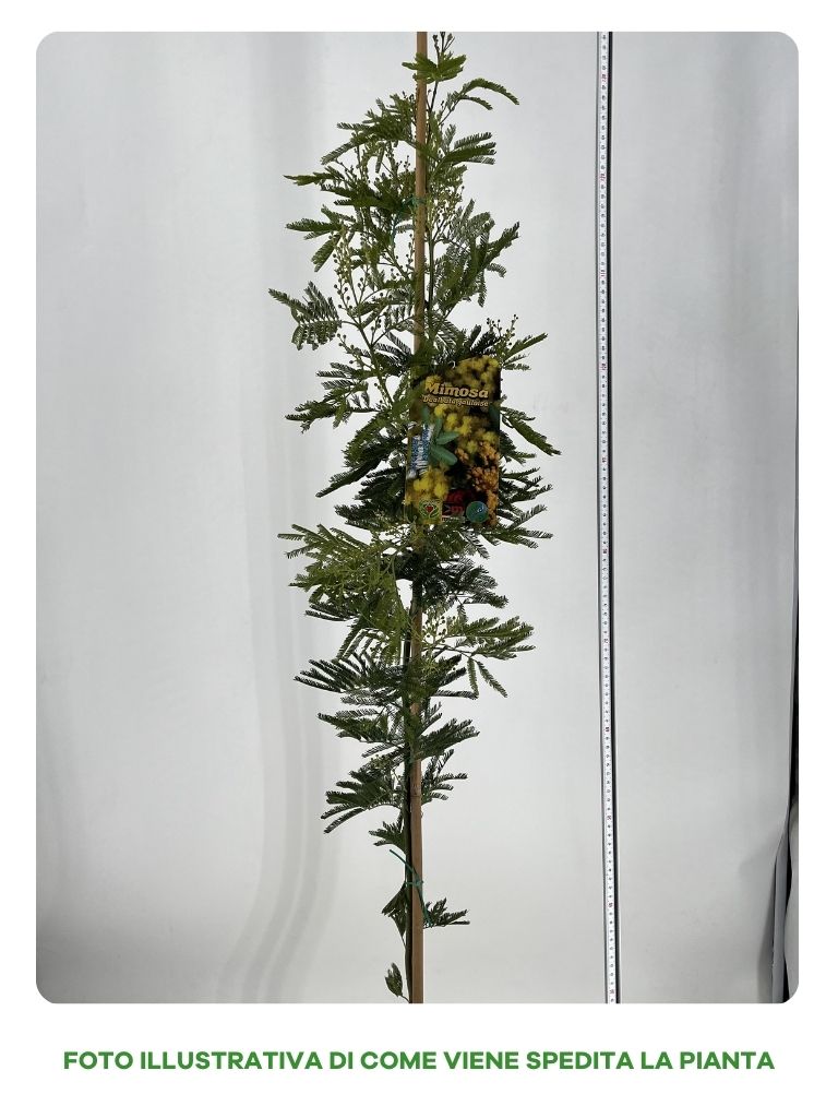 MIMOSA DEALBATA GAULOISE IN VASO 18CM