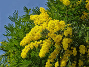 MIMOSA ACACIA DEALBATA IN VASO 18CM H110-120CM
