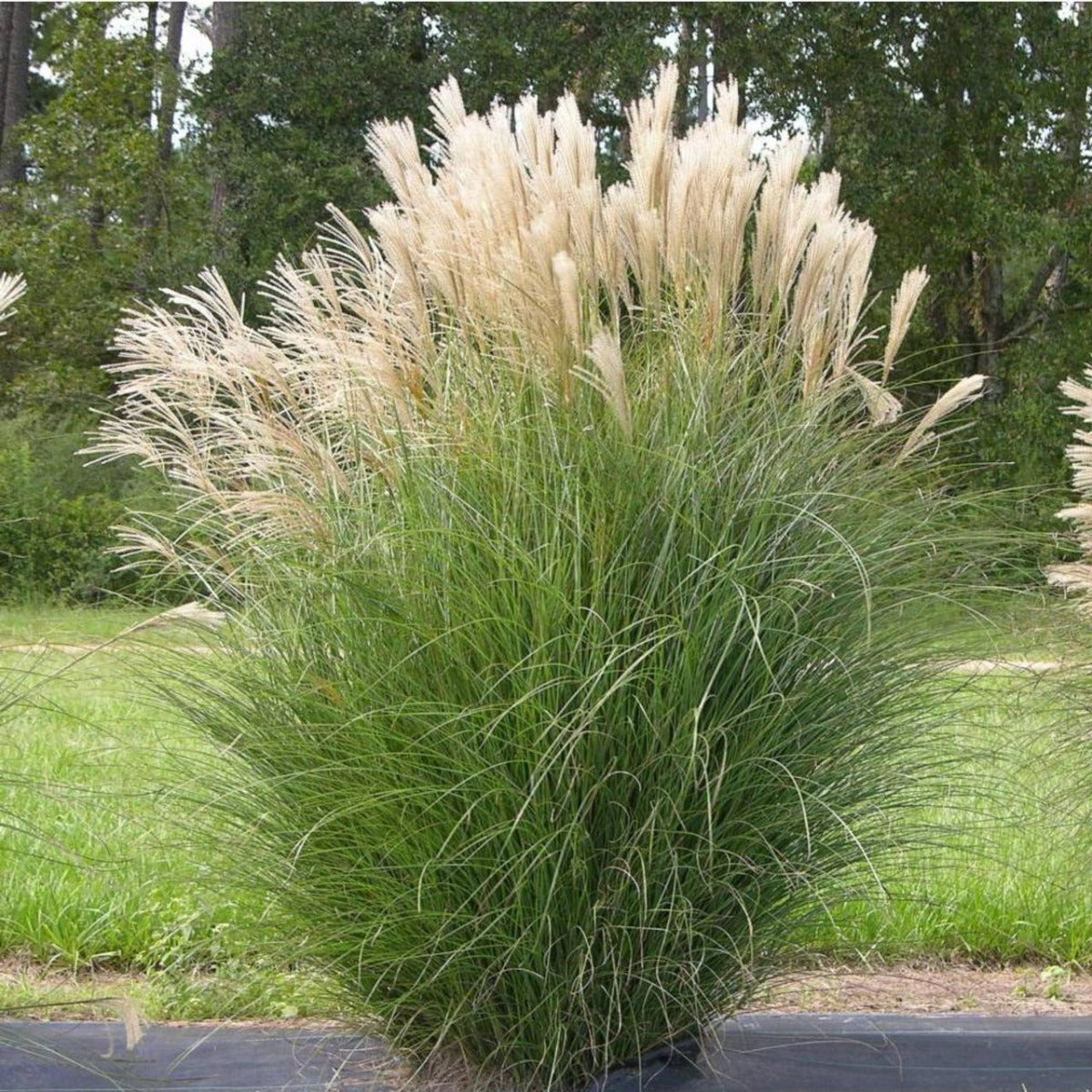 MISCANTHUS SINENSIS GRACILLIMUS VASO 19CM