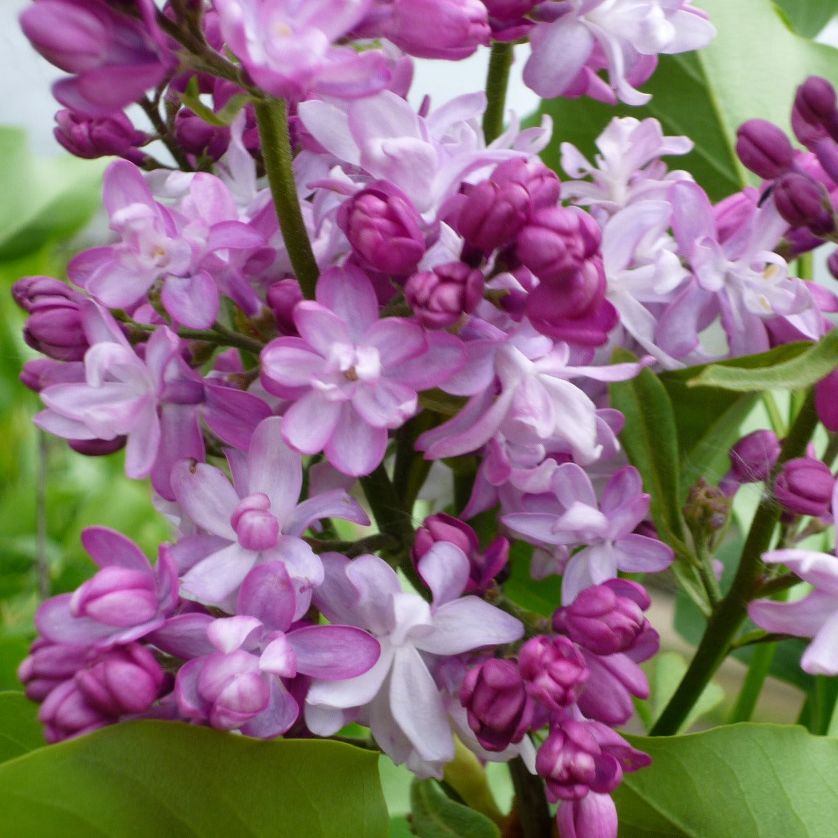 SYRINGA VULGARIS LILLA ANTOINE BUCHNER IN VASO 21CM