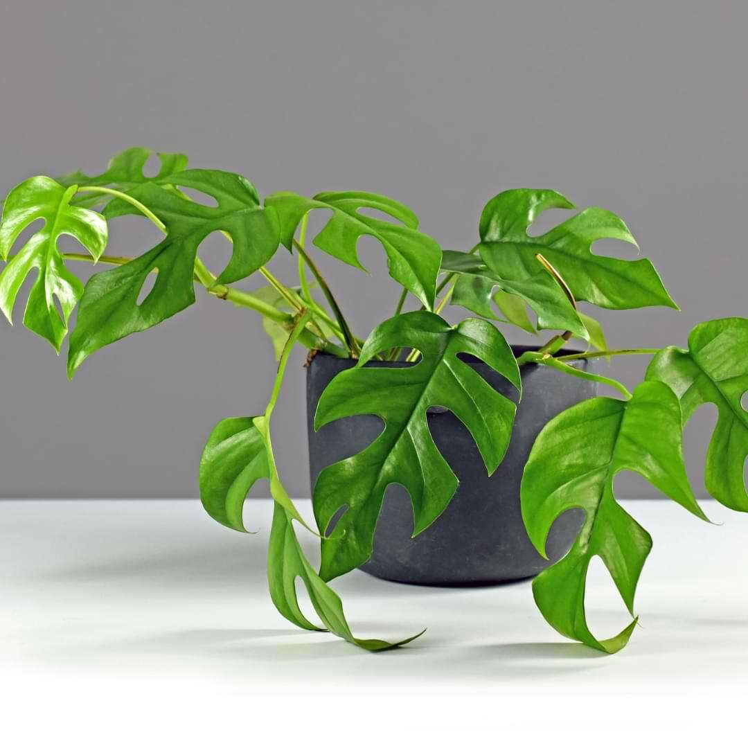 MONSTERA MINIMA VASO 13CM