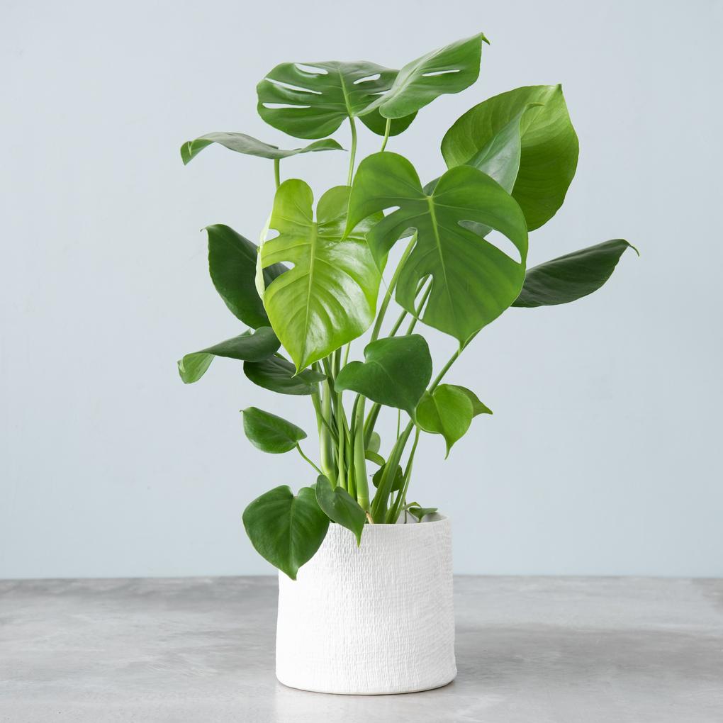 MONSTERA VASO 19CM