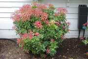 PIERIS JAPONICA MOUNTAIN FIRE VASO 19CM