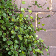 MUEHLENBECKIA COMPLEXA IN VASO 10.5CM