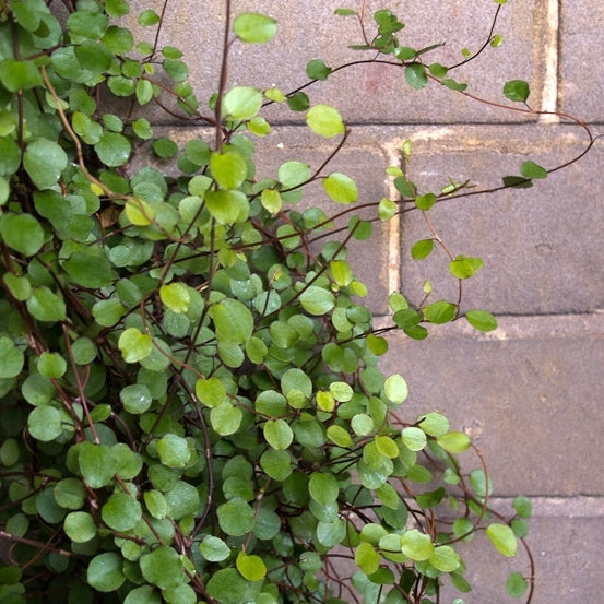 MUEHLENBECKIA COMPLEXA IN VASO 25CM
