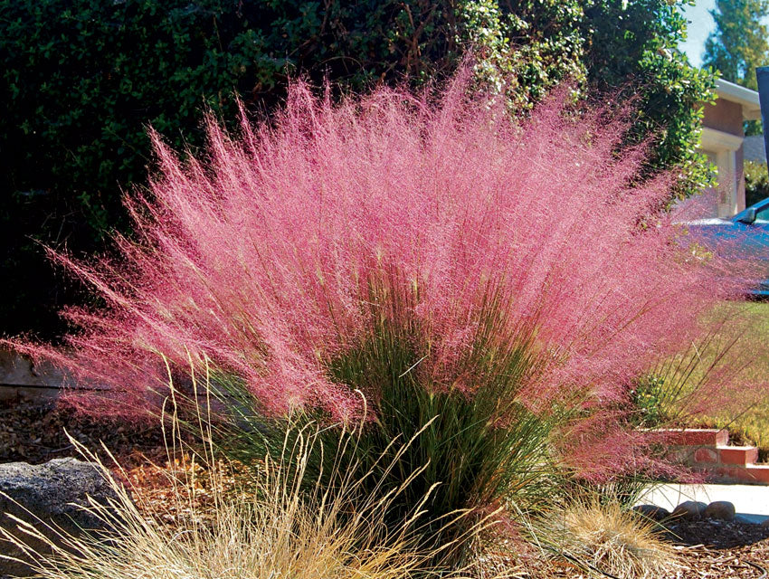 MUHLENBERGIA CAPILLARIS VASO 14CM