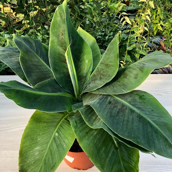 MUSA TROPICANA BANANO NANO VASO 17CM IN TERRACOTTA