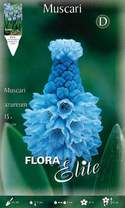 MUSCARI AZUREUM (CONFEZIONE DA 15 BULBI)