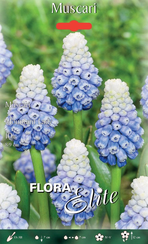 MUSCARI MOUNTAIN LADY (CONFEZIONE DA 10 BULBI)