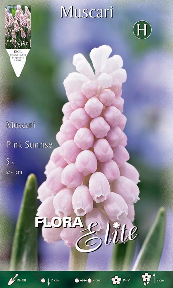 MUSCARI PINK SUNRISE (CONFEZIONE DA 5 BULBI)
