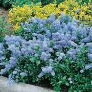 CEANOTHUS THYRSIFLORUS REPENS VASO 17CM