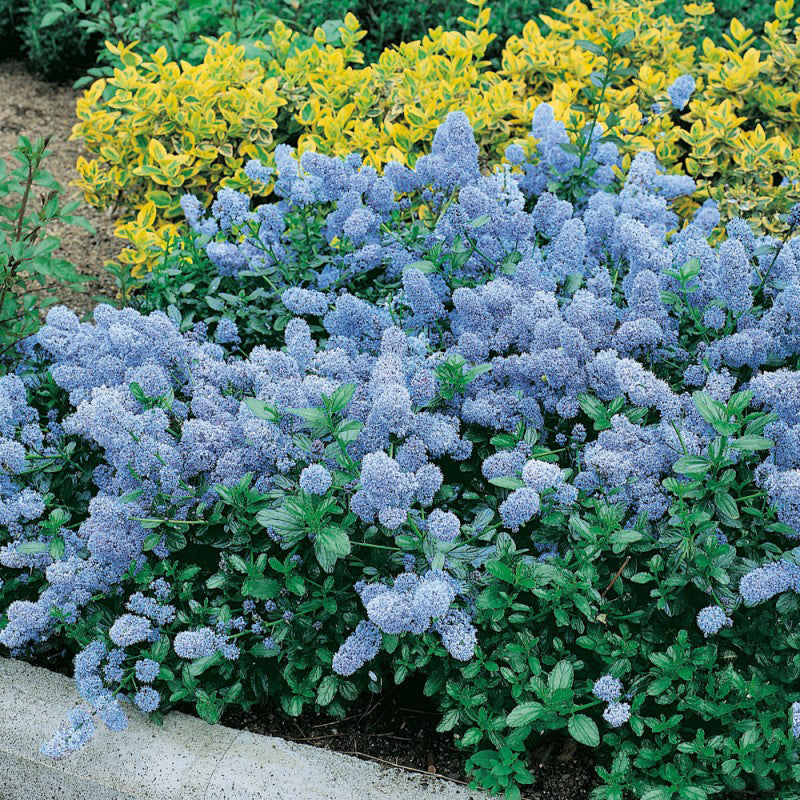 CEANOTHUS THYRSIFLORUS REPENS VASO 17CM