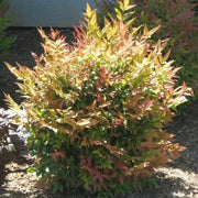 NANDINA GULF STREAM VASO 18CM