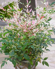 NANDINA DOMESTICA TWILIGHT IN VASO 18CM