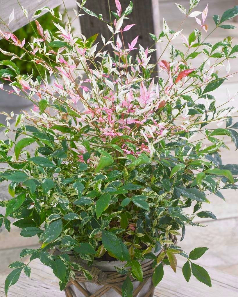 NANDINA DOMESTICA TWILIGHT IN VASO 18CM