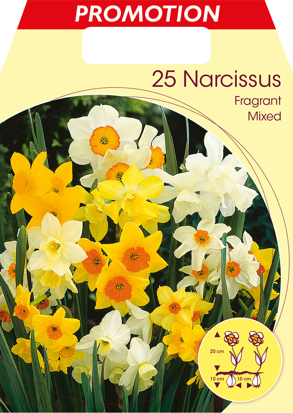 NARCISI FRAGRANT MIXED (CONFEZIONE DA 25 BULBI)