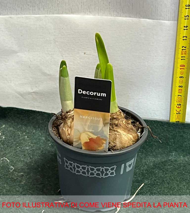 NARCISI IN MIX DI COLORI VASO 9CM