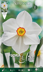 NARCISO POETICUS ACTAEA (CONFEZIONE DA 5 BULBI)