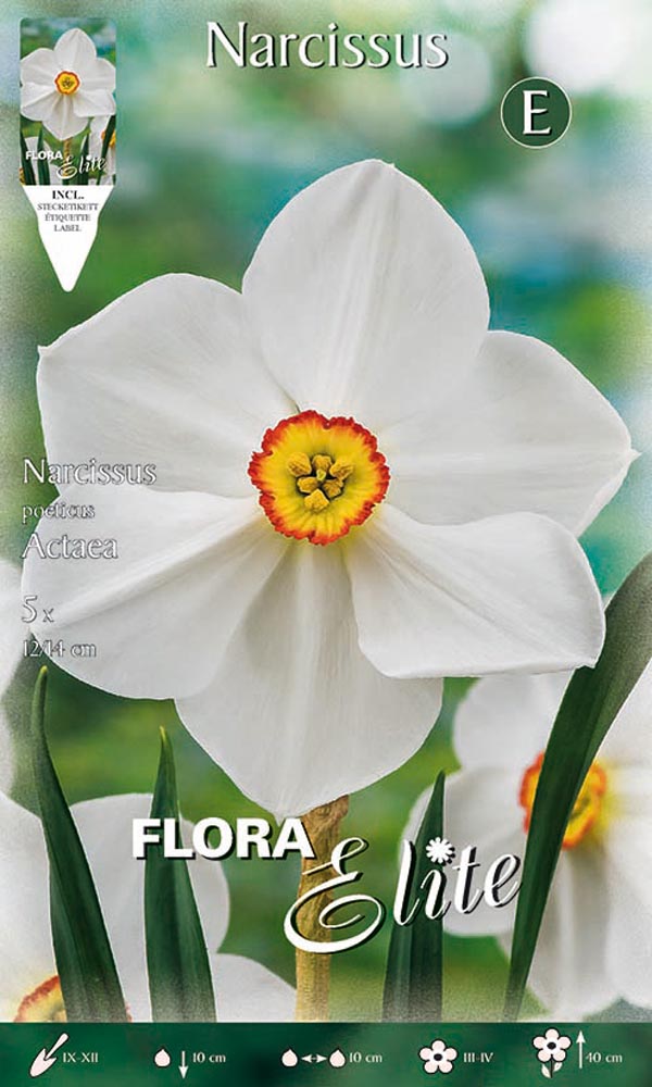NARCISO POETICUS ACTAEA (CONFEZIONE DA 5 BULBI)
