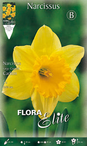NARCISO LARGE-CUPPED CARLTON (CONFEZIONE DA 5 BULBI)