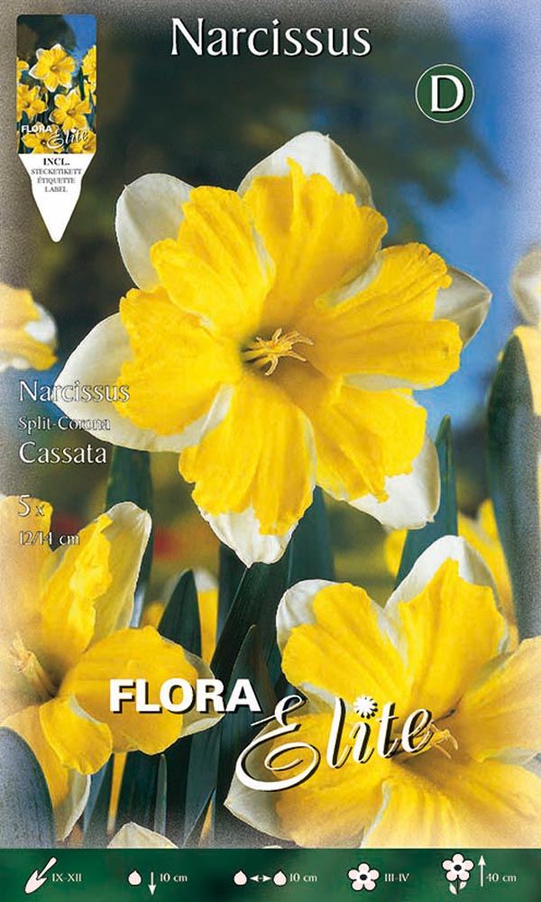 NARCISO SPLIT CORONA CASSATA (CONFEZIONE DA 5 BULBI)