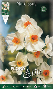 NARCISO MULTIFIORI GERANIUM (CONFEZIONE DA 5 BULBI)