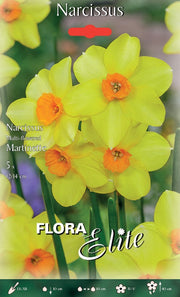 NARCISO MULTI-FLOWERED MARTINETTE (CONFEZIONE DA 5 BULBI)