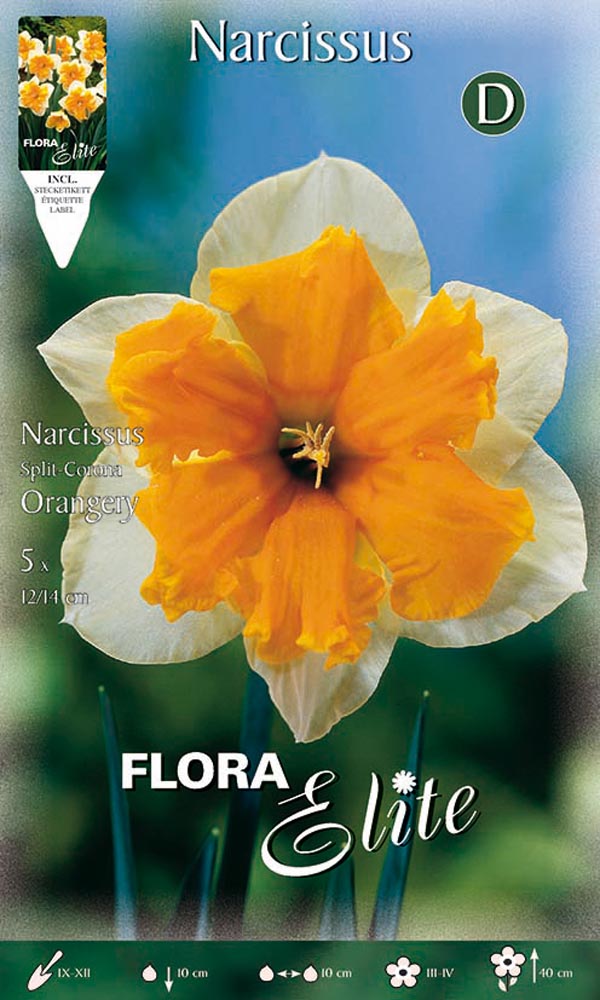 NARCISO SPLIT CORONA ORANGERY (CONFEZIONE DA 5 BULBI)