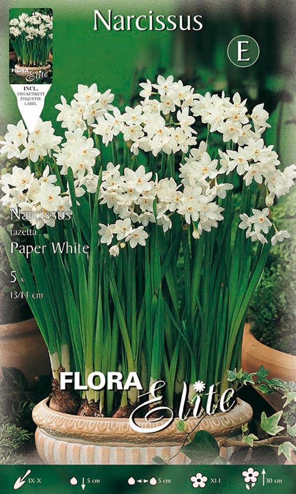 NARCISO CHRISTMAS FLOWERING PAPER WHITE (CONFEZIONE DA 5 BULBI)