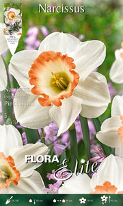 NARCISO LARGE CUPPED FLOWER PINK CHARM (CONFEZIONE DA 5 BULBI)