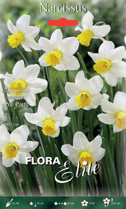 NARCISO CYCLAMINEUS PRE PARTY (CONFEZIONE DA 5 BULBI)