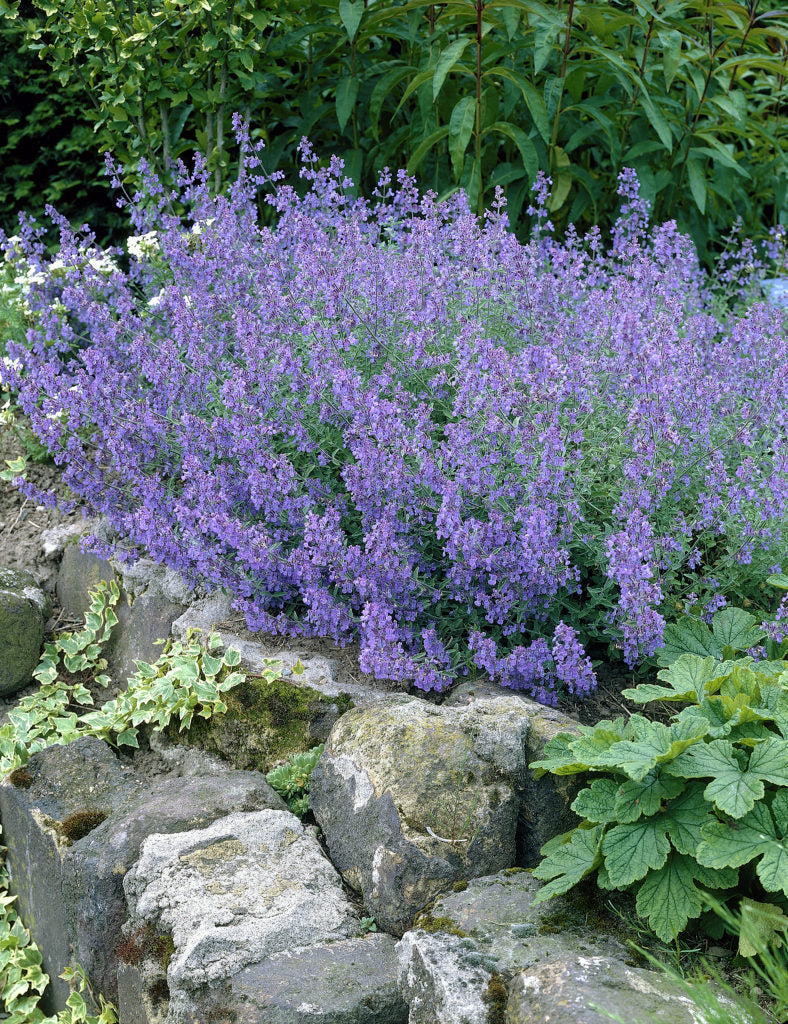 NEPETA FAASSENII IN VASO 17CM
