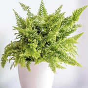 FELCE NEPHROLEPIS FLUFFY RUFFLES VASO 12CM