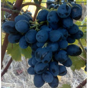 UVA NERO VASO 18CM