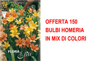 OFFERTA 150 BULBI HOMERIA IN MIX DI COLORI