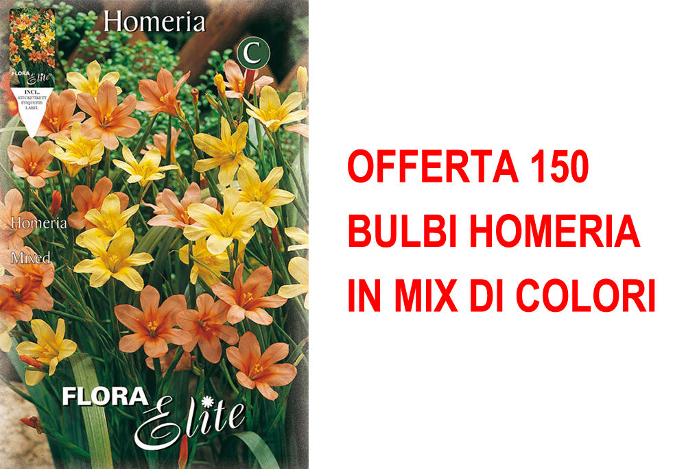OFFERTA 150 BULBI HOMERIA IN MIX DI COLORI