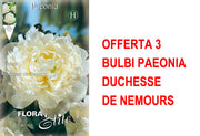 OFFERTA 3 BULBI PAEONIA DUCHESSE DE NEMOURS