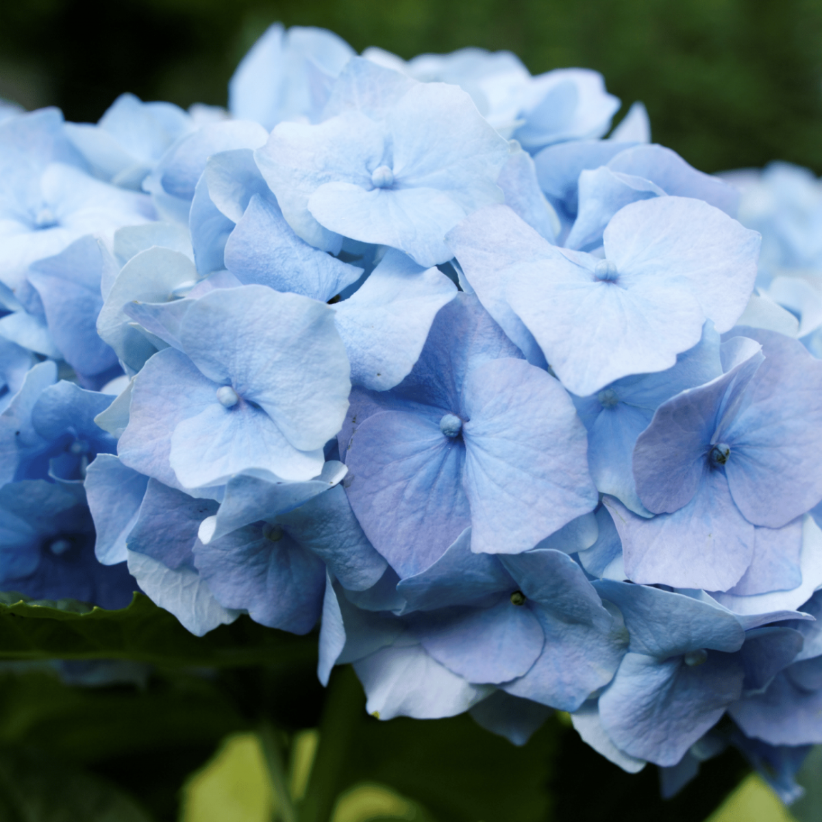 ORTENSIA HYDRANGEA MACROPHYLLA NIKKO BLUE VASO 18CM