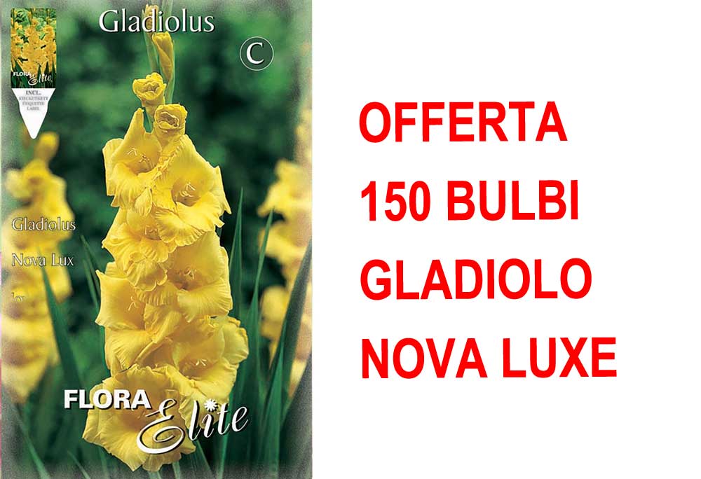 OFFERTA 150 BULBI DI GLADIOLO A FIORI GRANDI NOVA LUX