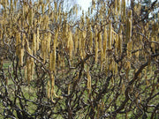 CORYLUS AVELLANA CONTORTA IN VASO 20CM