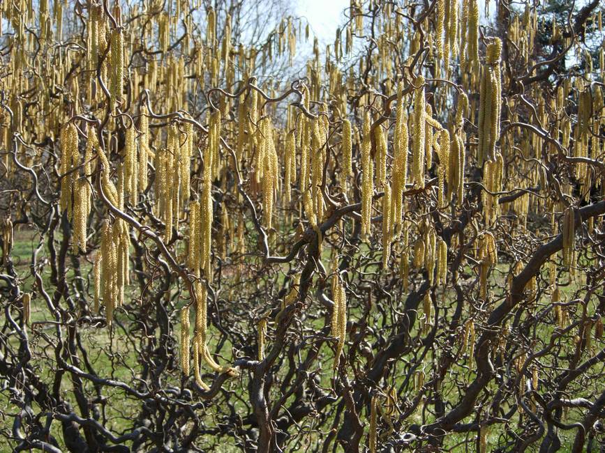 CORYLUS AVELLANA CONTORTA IN VASO 20CM