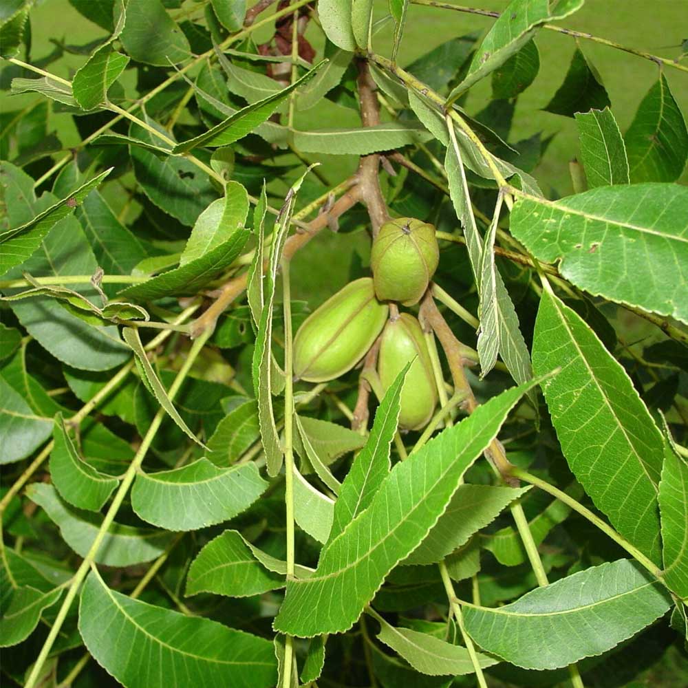 NOCE PECAN IN VASO 15CM
