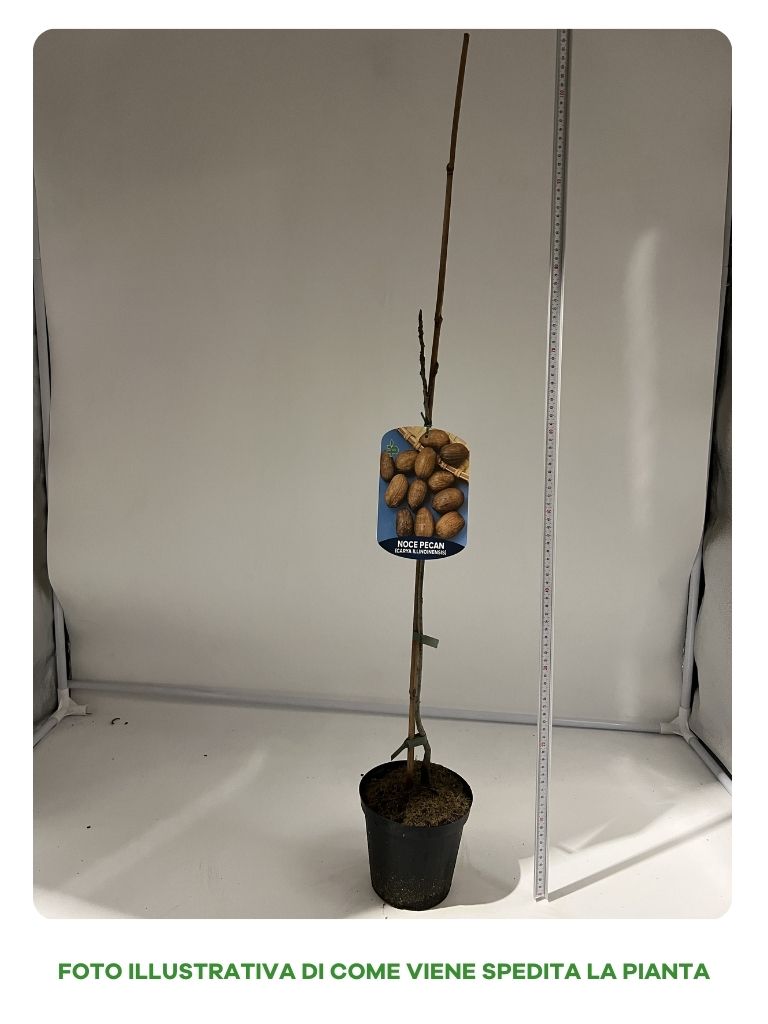NOCE PECAN IN VASO 15CM