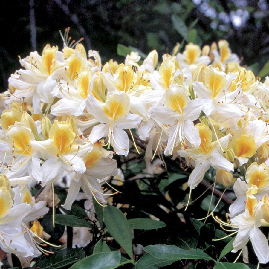 AZALEA NORTHERN HIGHLIGHTS VASO 17CM