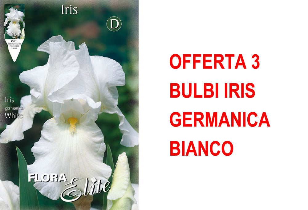 OFFERTA 3 BULBI IRIS GERMANICA BIANCO